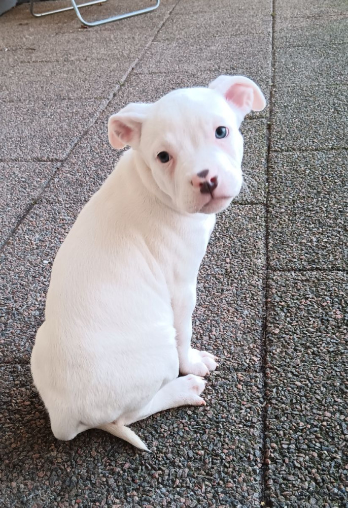 American Bully/Amstaff