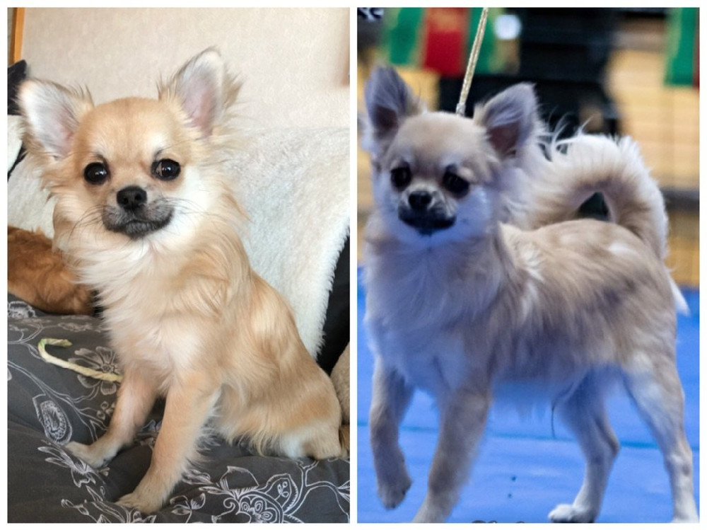 Mini chipette