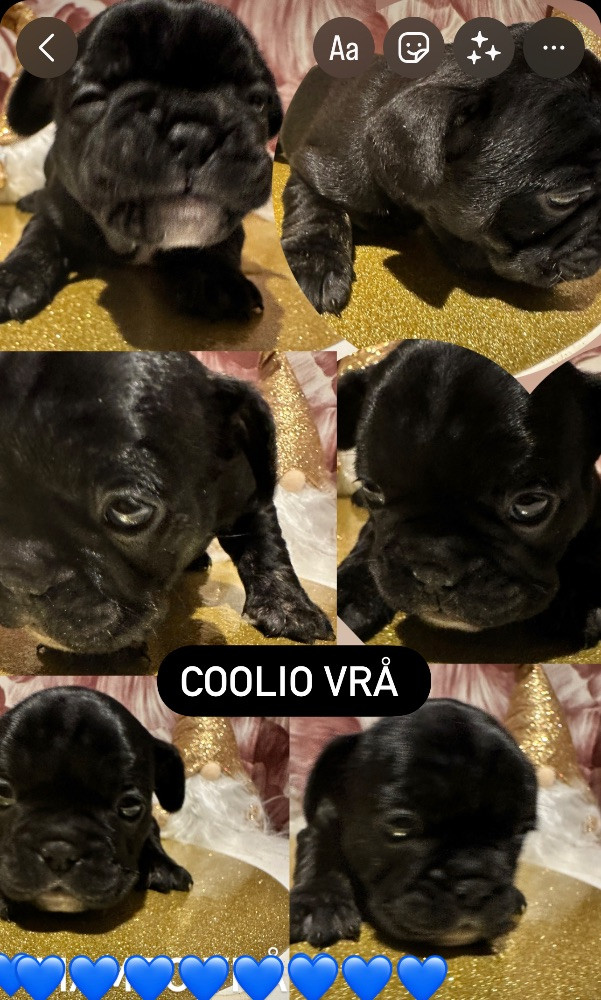 Vrå