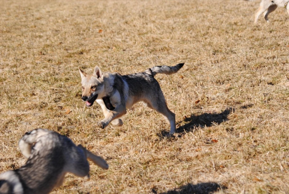 Czechoslovakian Wolfdog