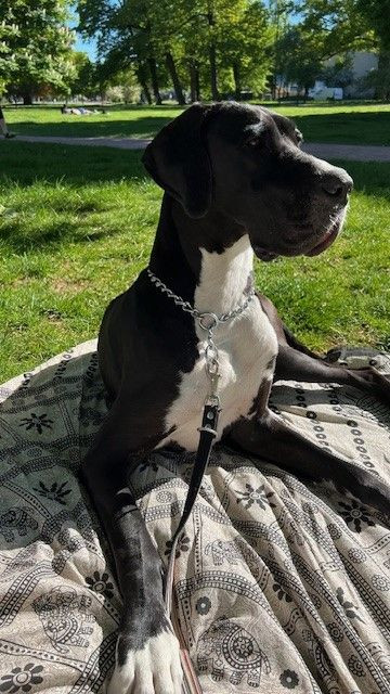 The Great Doris Danes