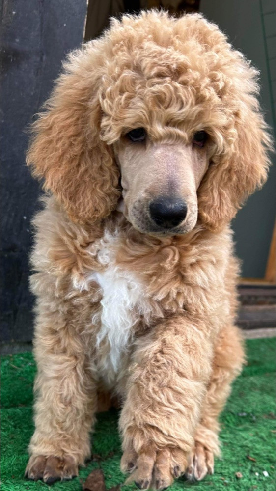 Standard Poodle