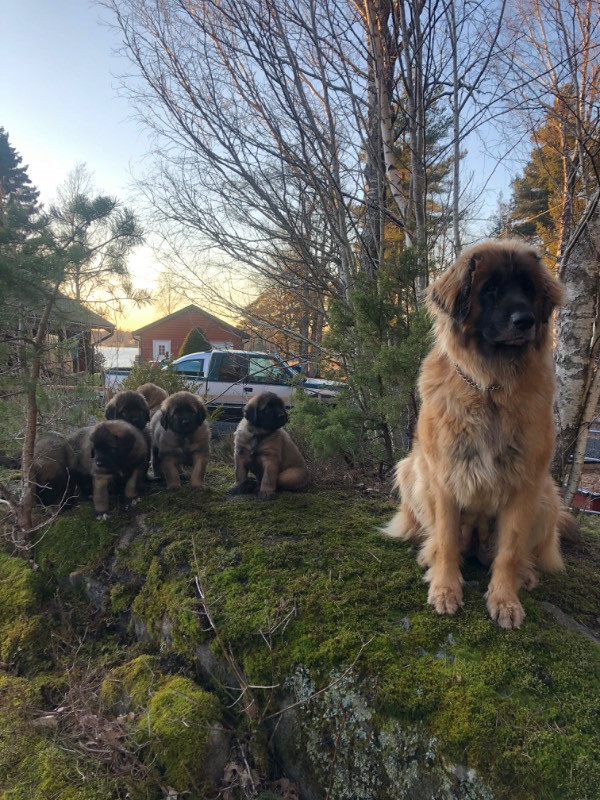 vänerblixtens kennel