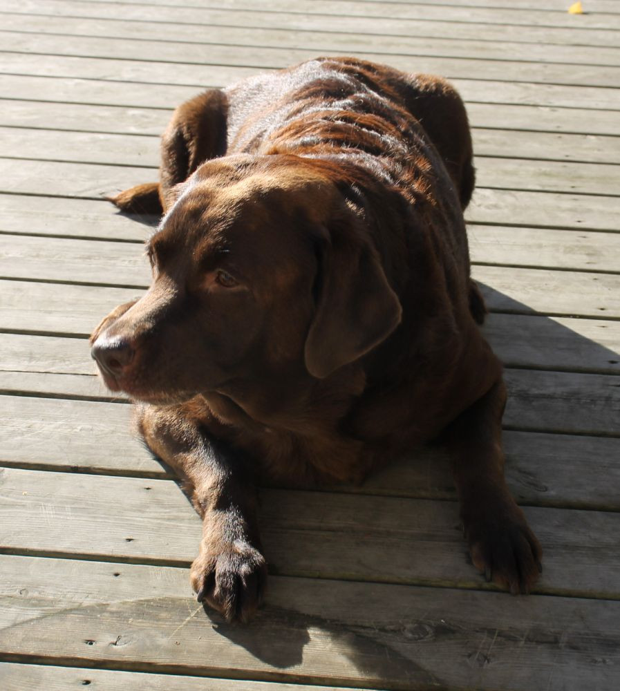 Labrador retriever