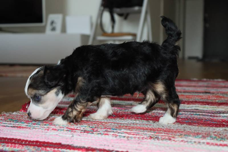 Chinese Crested Dog