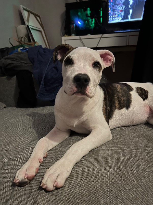 American Bully/bulldog