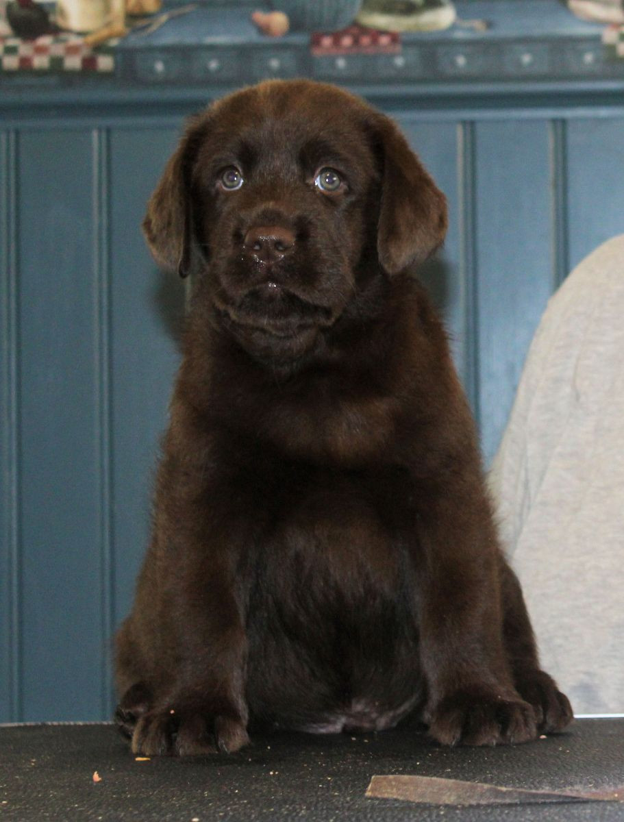 Labrador Retriever