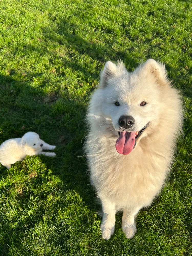 Samojedhund