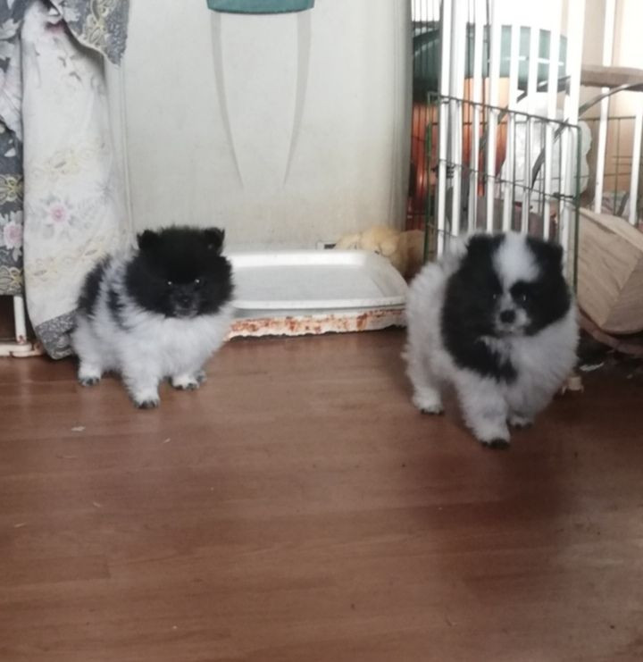 Fellboms