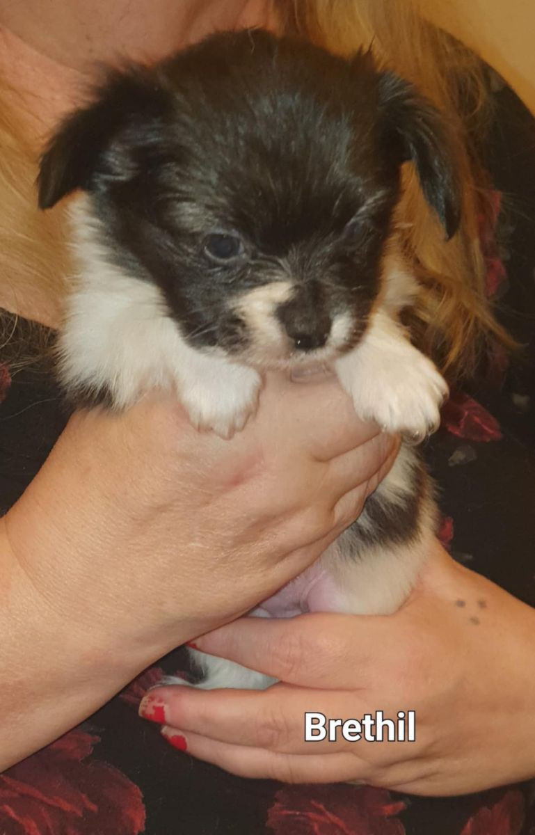 Skallvrån's