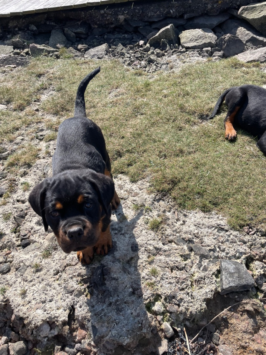 Rottweiler