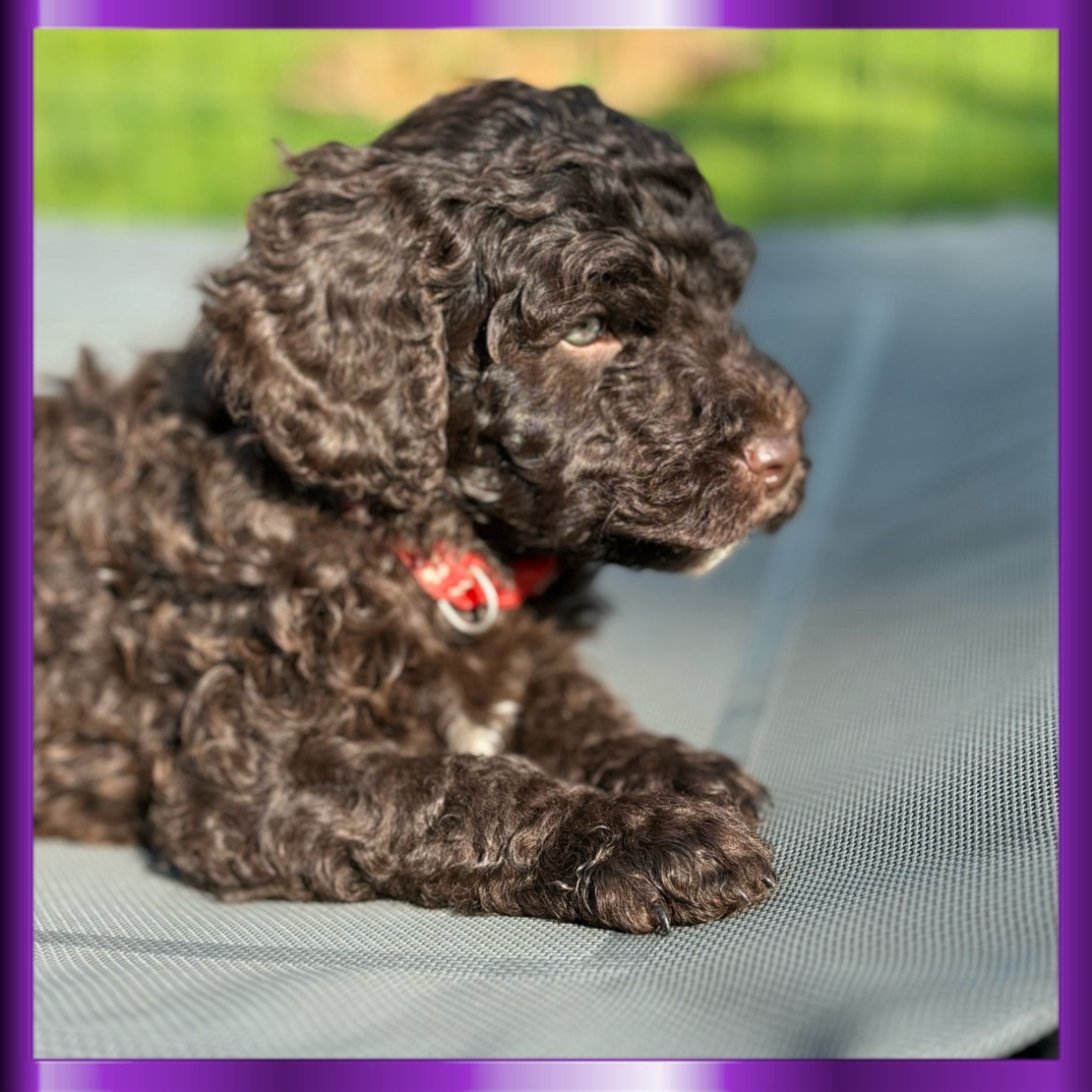 Spanish Water Dog (Perro de Agua Espanol)