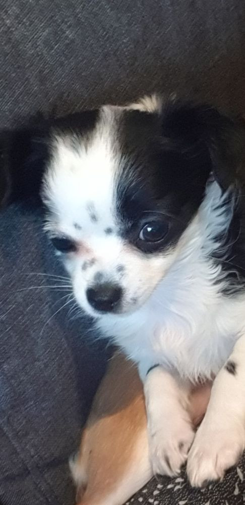 Rocco Pawz
