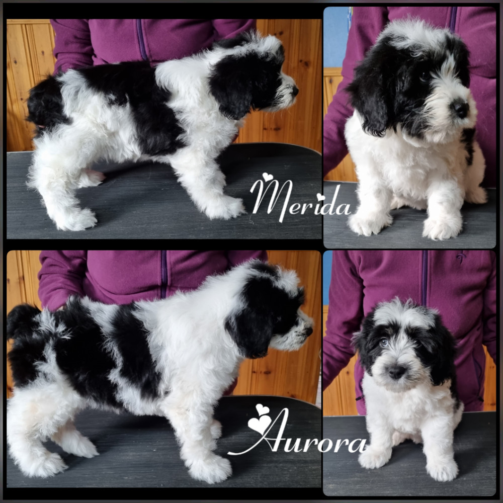 Polish Lowland Sheepdog
