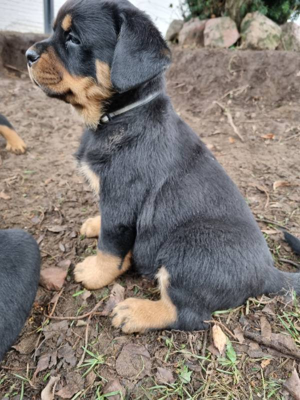Balkan Iko’s Rottiss
