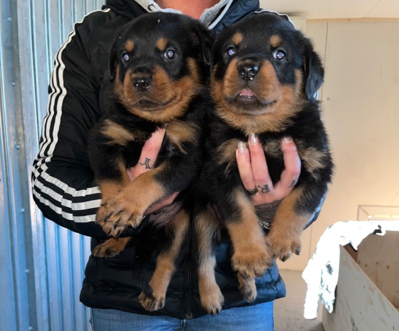 Black magnificents kennel