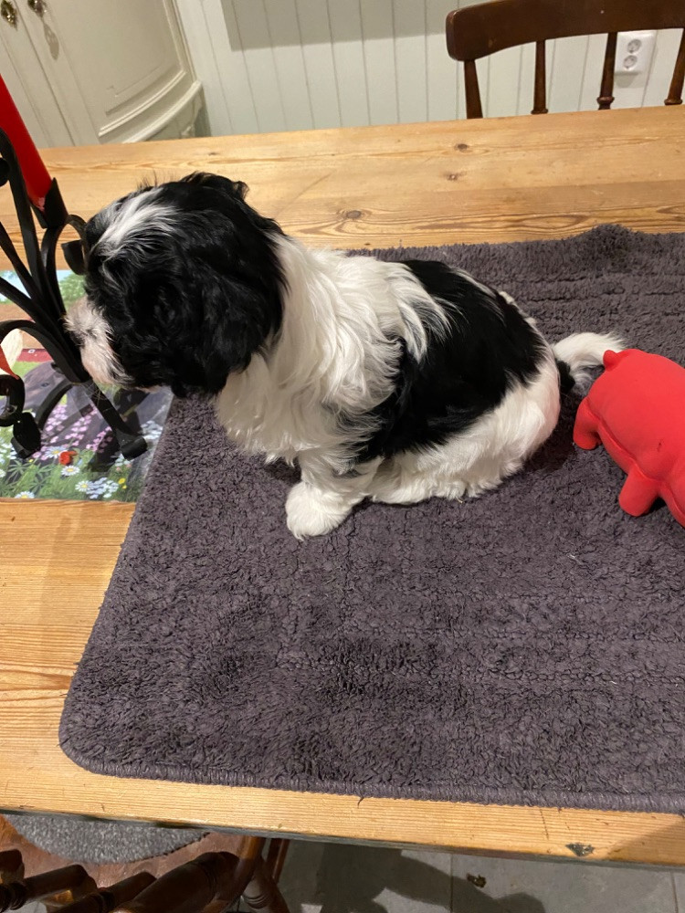 Havanese