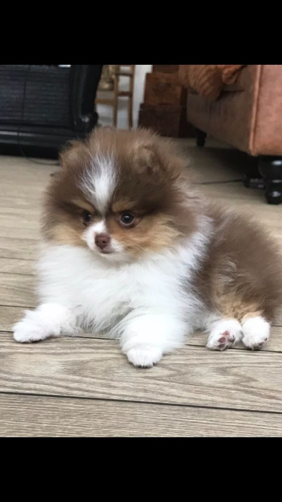 Pomeranian