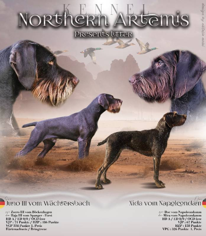 Northern Artemis