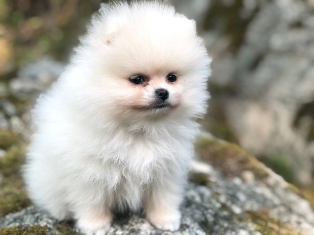 Fluffers