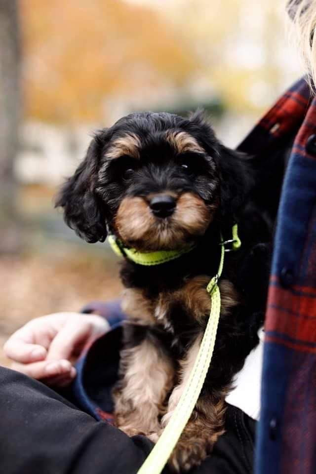 Cavapoo