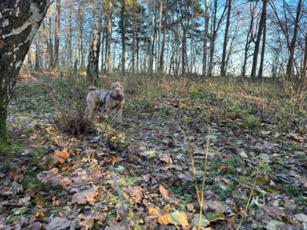 Shar Pei