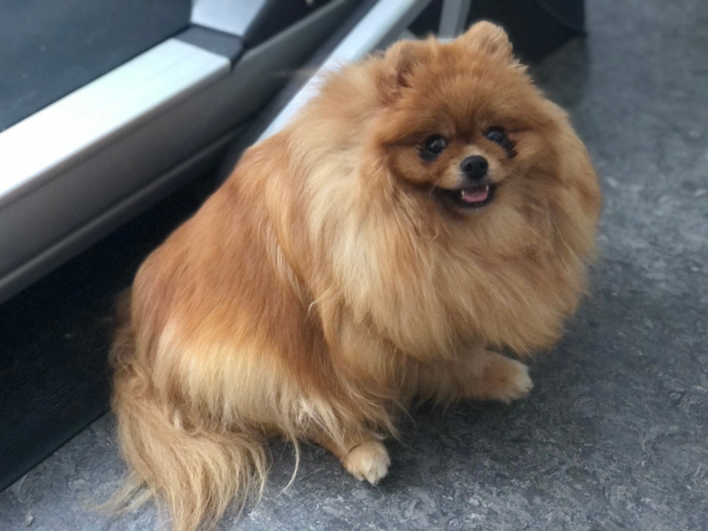 Fluffers