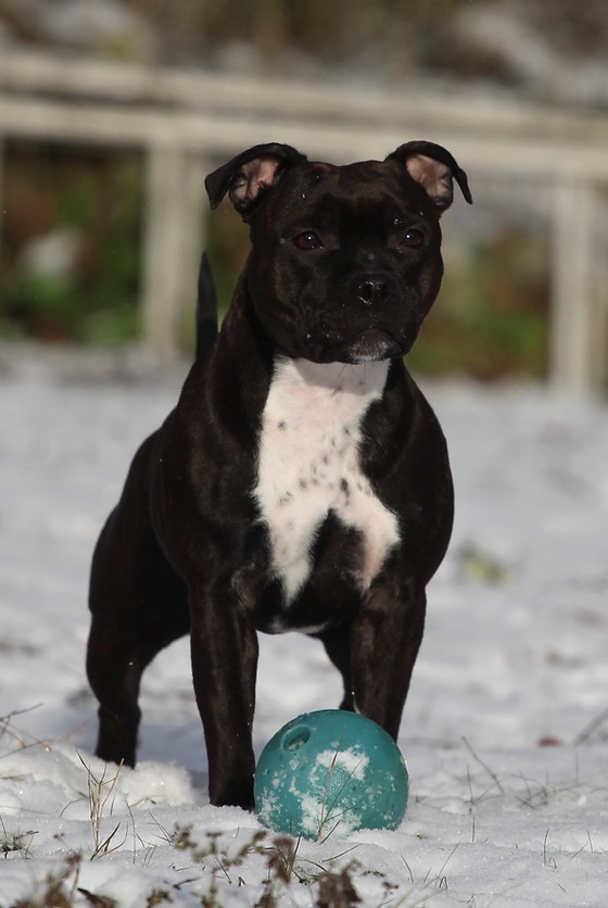 Tattmans kennel