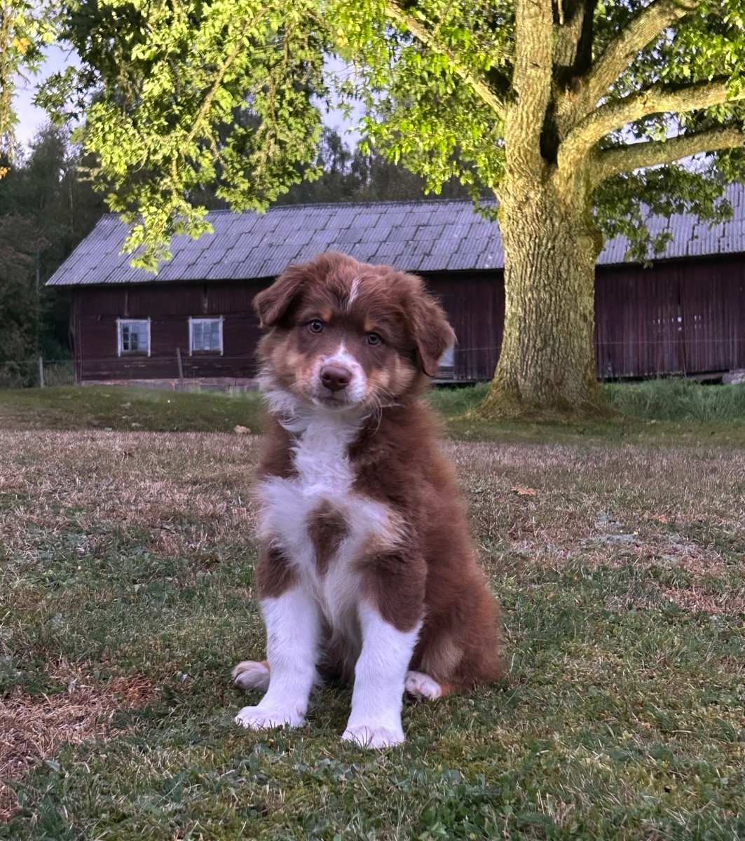 Meldans Aussie