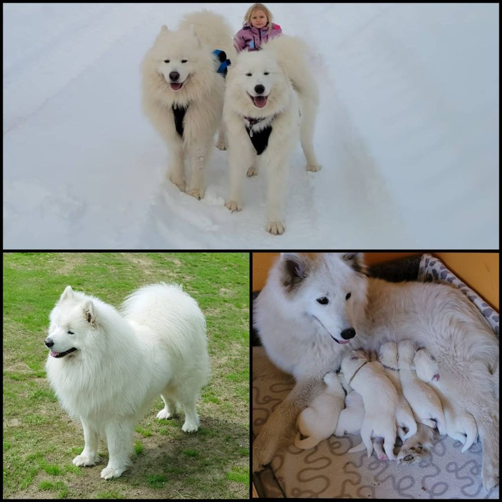 Samoyed