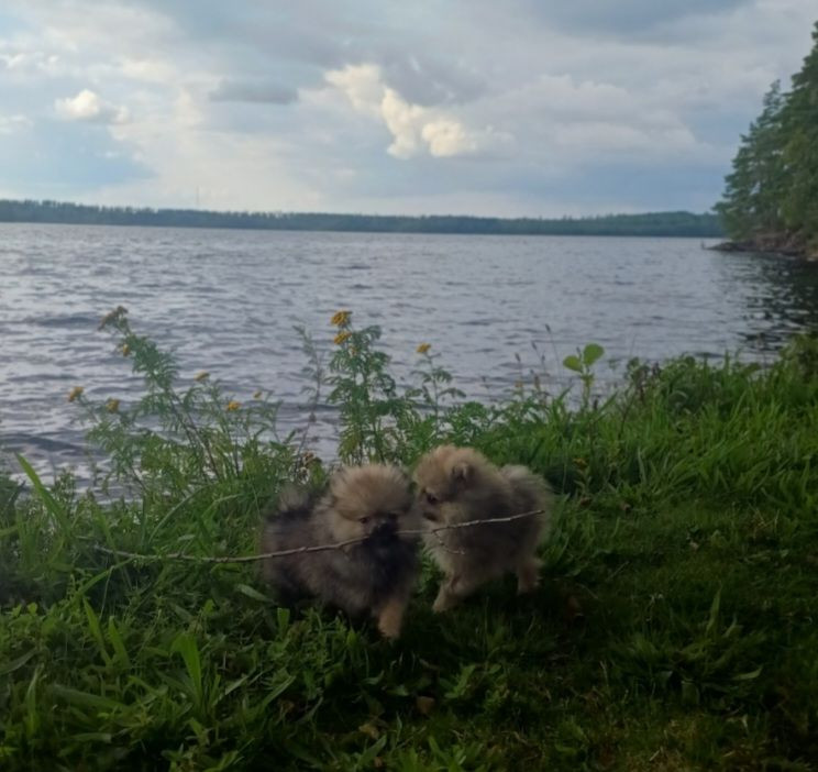 Bokgläntan's