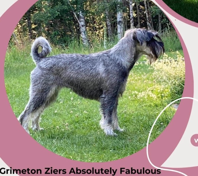 Grimetons ziers