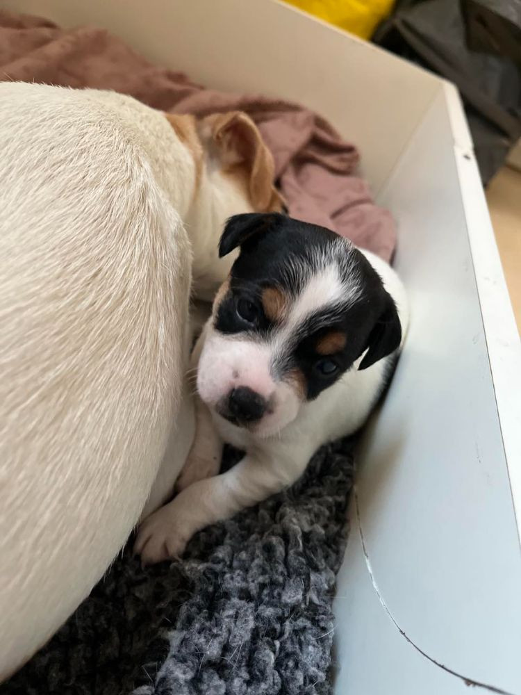 Danish Swedish Farmdog