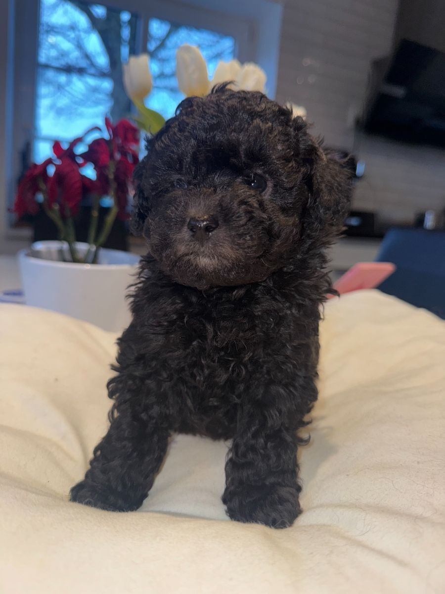 Dvärgpudel och Pomeranian · 2025-11-07 · Blentarp · Hagalunds Gård