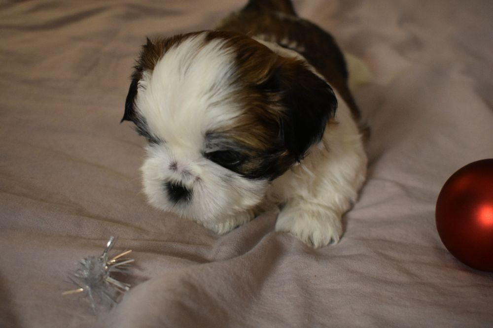 The merry shih-tzu family