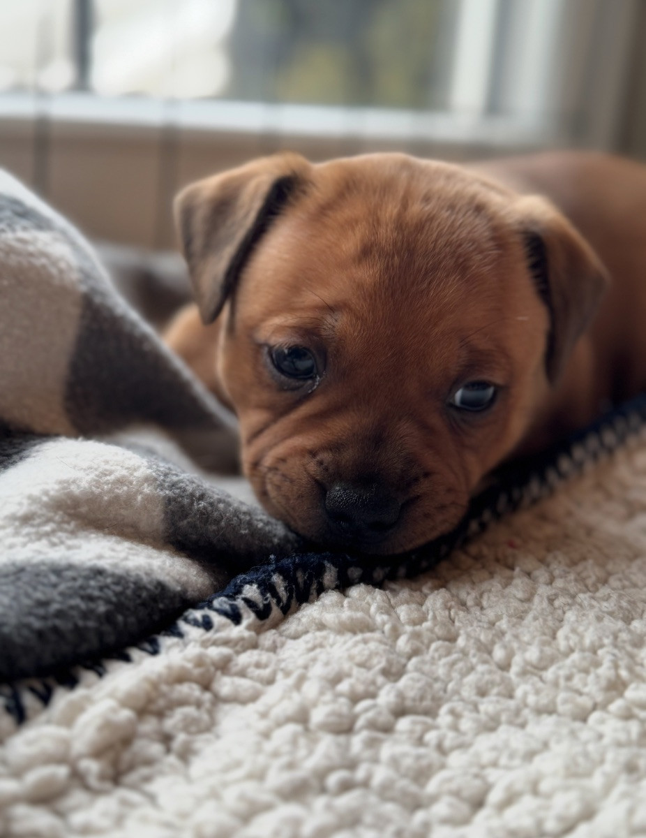 Staffordshire Bull Terrier