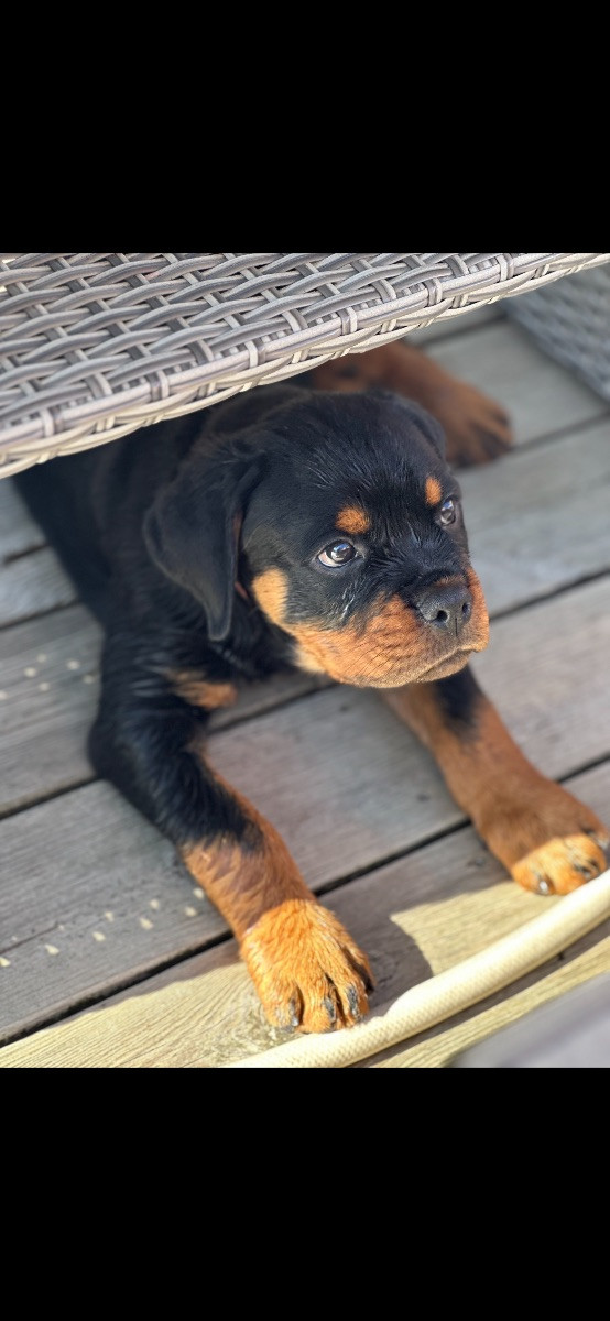 Rottweiler