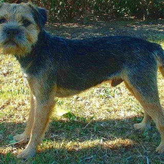 Borderterrier
