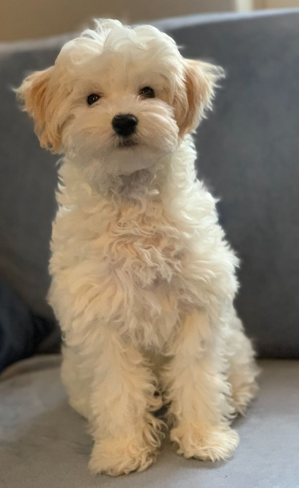Havapoo/Bichonpoo
