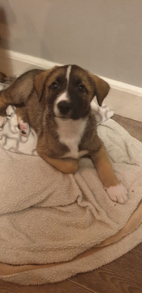 Karelsk björnhund/Bordercolli och rysk schäfer