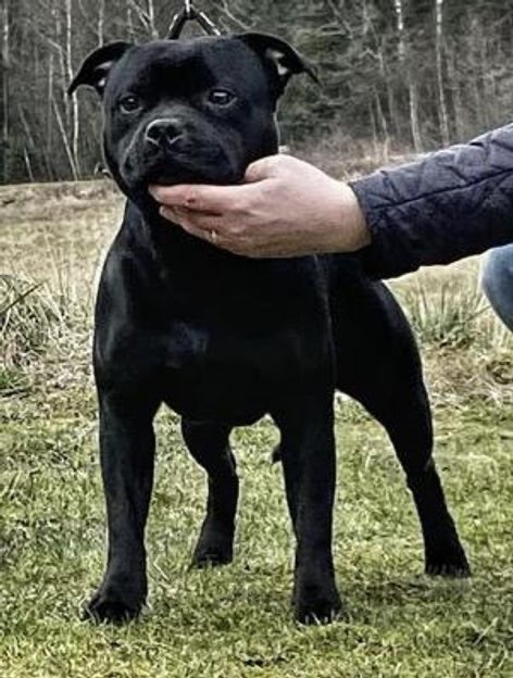 Tattmans kennel