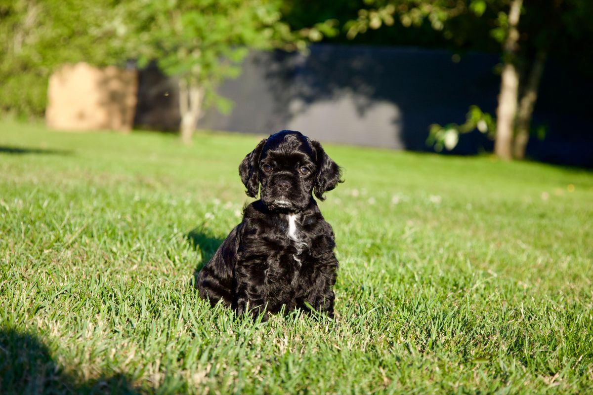 American Cocker Spaniel
