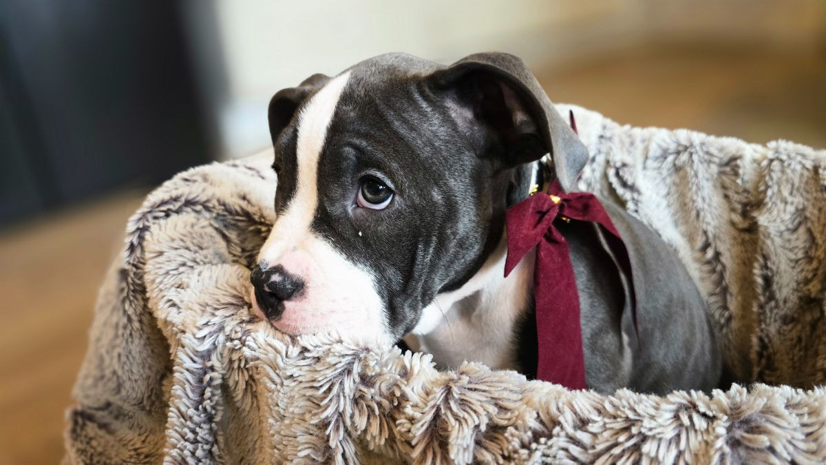 American Bully · 2025-09-09 · Värnamo · Stephanie T.