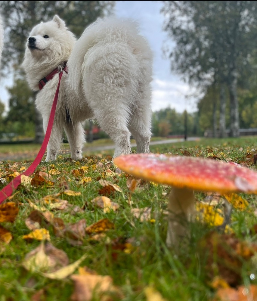 Dvärgpinscher