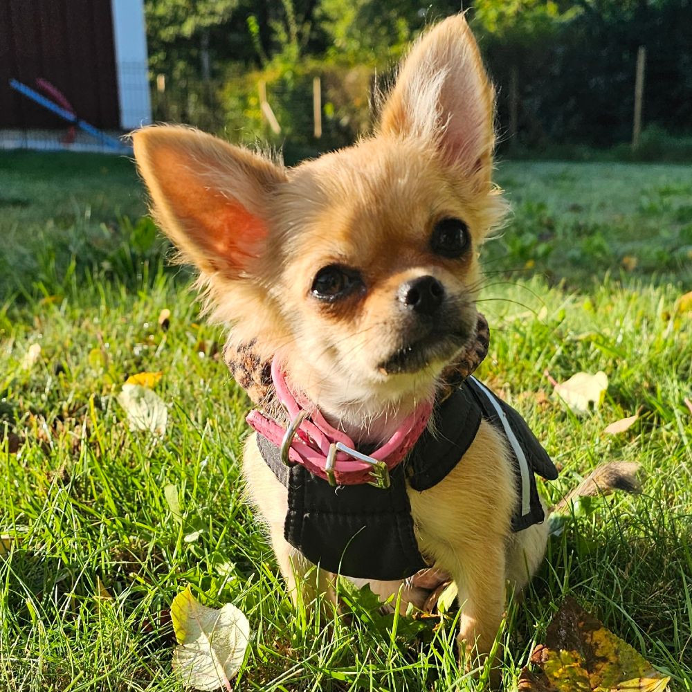 Chihuahua