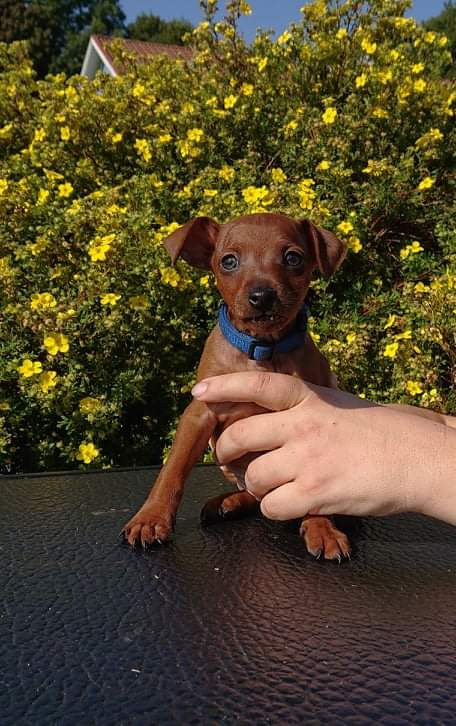 Miniature Pinscher
