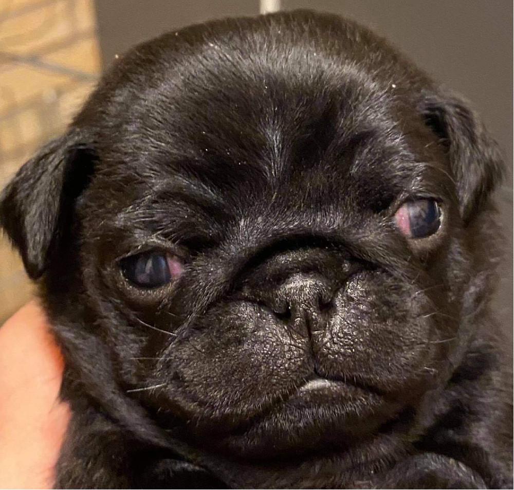Pug