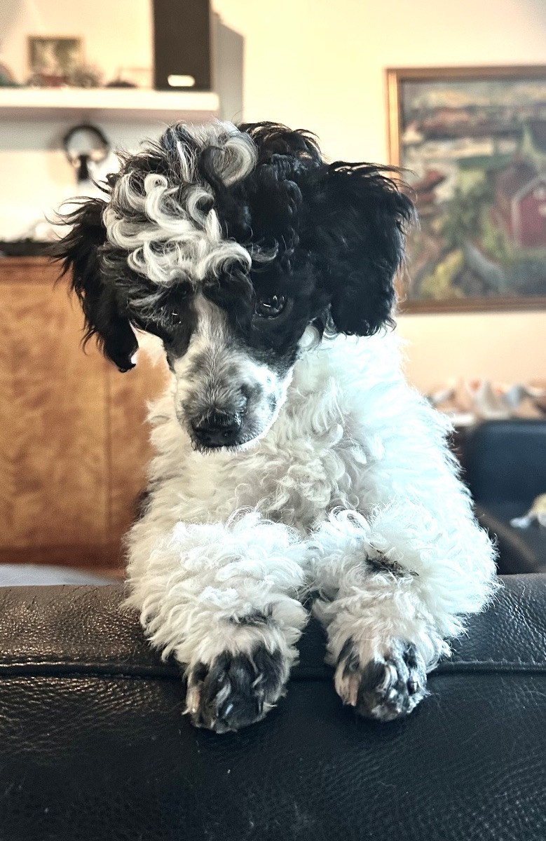 Miniature Poodle