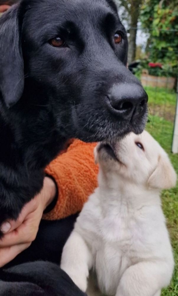 Labrador retriever