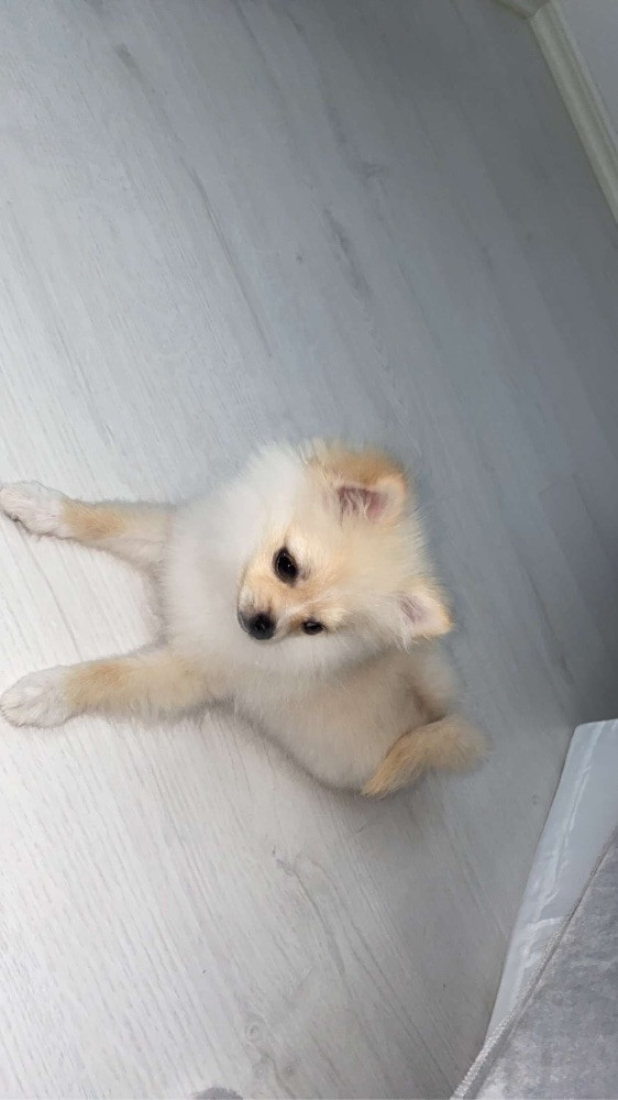 Pomeranian